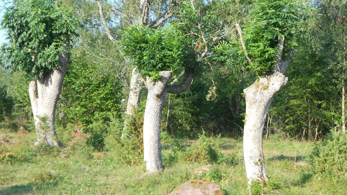 Harnäs Stugor: Gröna Stugan - Vihreä mökki