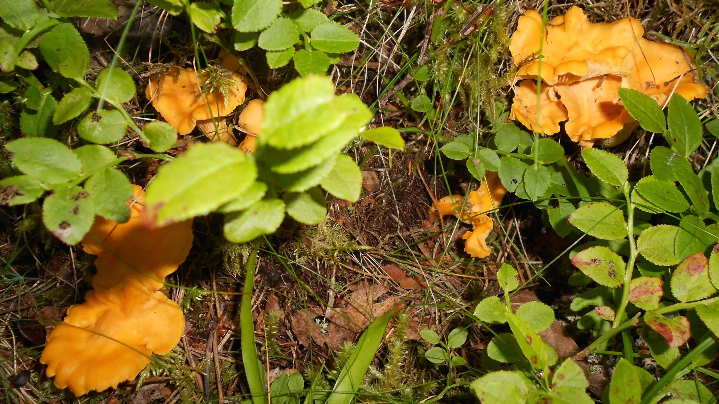 Harnäs Stugor: Gula Stugan - Keltainen mökki