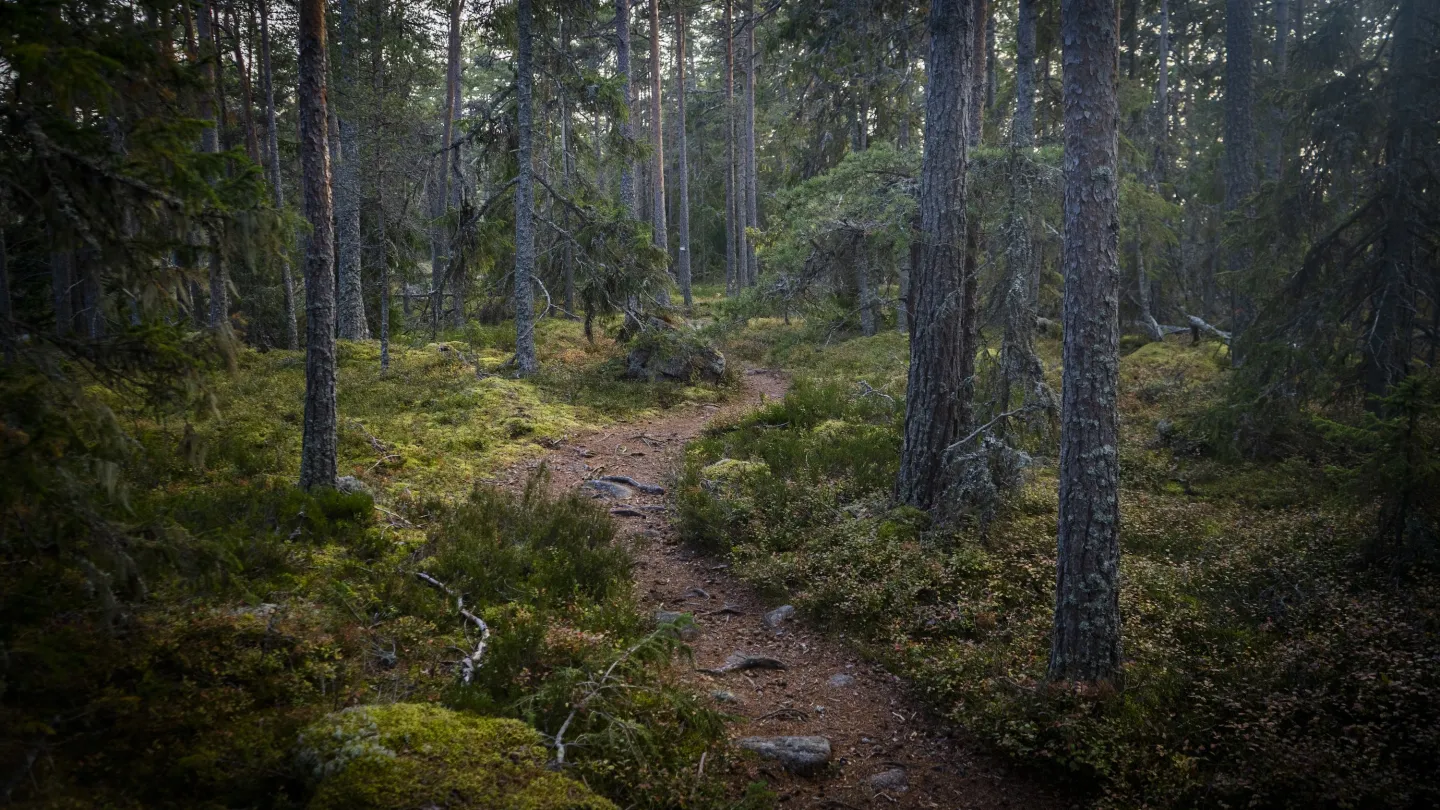 Grottstigen 4,7 km – kalliomuodostumia ja vaivaismäntyjä